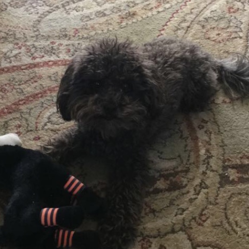 Meet your Posher, Molly